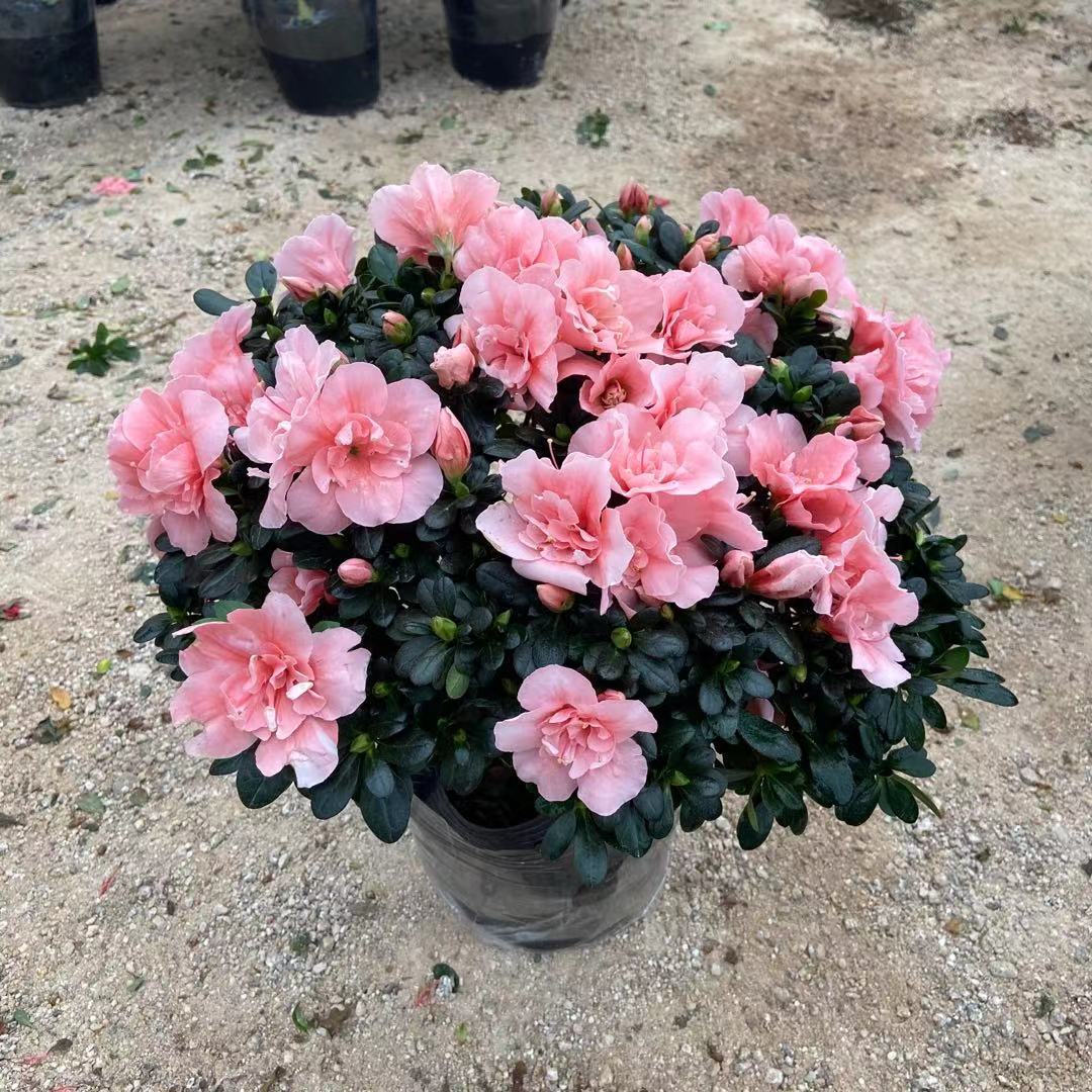 杜鹃花苗盆栽绿植四季开花年宵花卉超老桩大树形室内外阳台好养