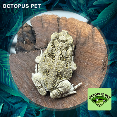 海蟾蜍宠物青蛙3cm