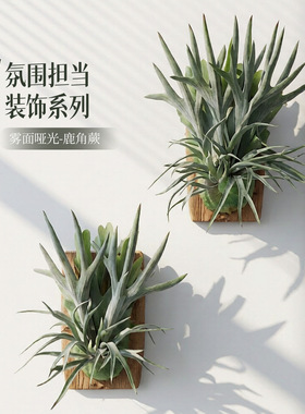 仿真鹿角蕨墙面造景植物装饰酒店