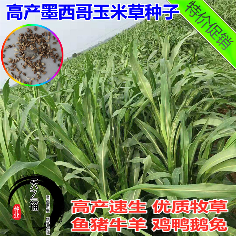 墨西哥玉米草种子高产阔叶养殖猪牛羊鸡鸭鹅鱼牲畜牧草种玉米草籽