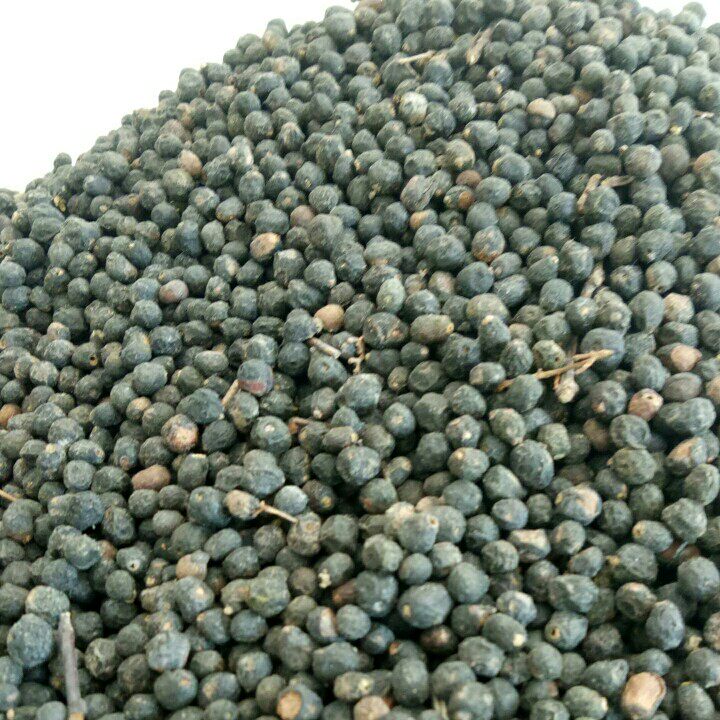 檀香树种子包邮白檀树有香味树木材木料树木种子当年新采名贵树木