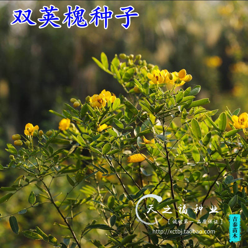 双荚槐种子黄花槐种子国槐刺槐紫穗槐籽客土喷播草籽护坡灌木种子
