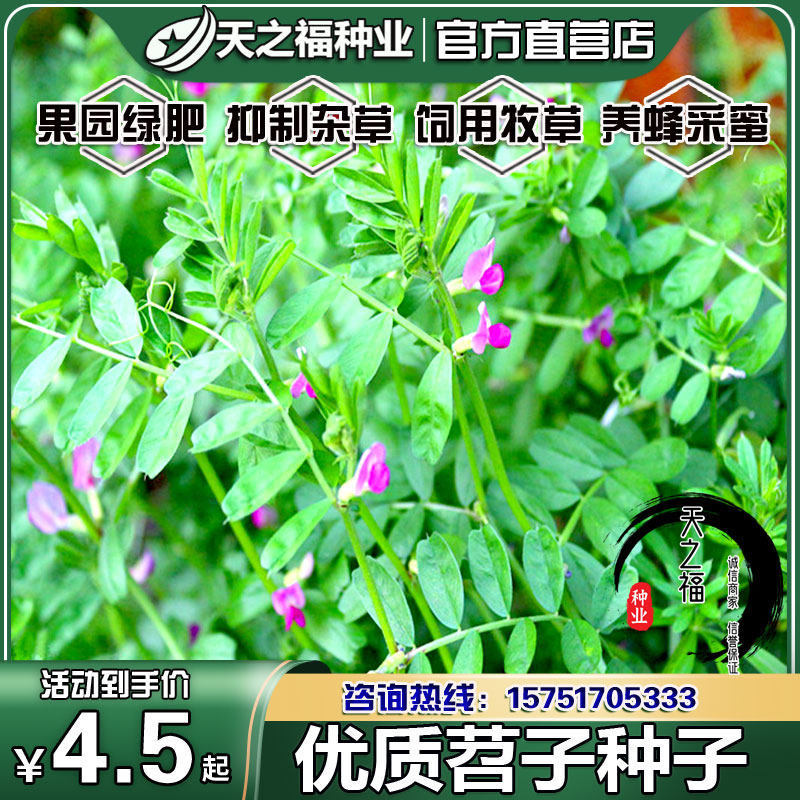果园绿肥苕子种子紫花苕种籽毛苕