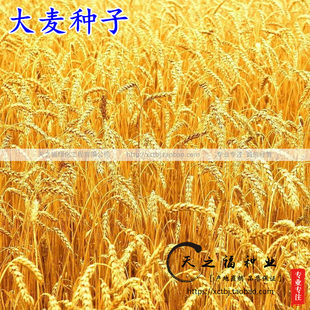大麦种子优质大麦种籽猫草榨汁酿酒啤酒花芽苗菜高产型大麦草种籽