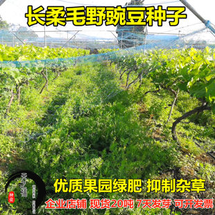 长柔毛野豌豆种子毛苕子紫云英紫花苜蓿猪屎豆白三叶秋冬绿肥种籽