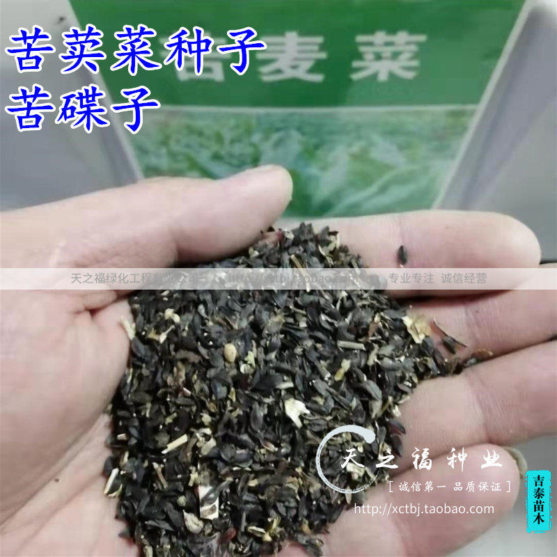 苦荬菜种子苦麦菜苦碟子苦麻菜苦菜多头苦莴苣猪牛羊鸡鸭鹅草种籽