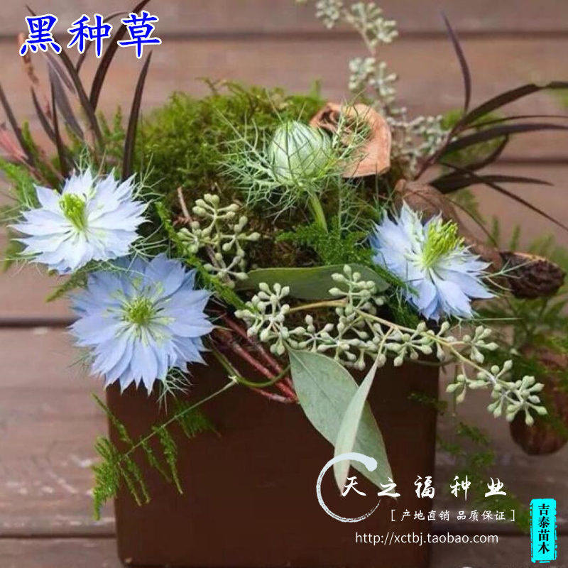 黑种草种子混色波斯宝石种子黑子草种子春播易种景观花海打造种子