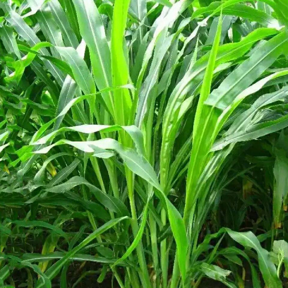 墨西哥玉米草种多年生牧草种籽四季养殖再生进口猪牛羊兔畜禽种子