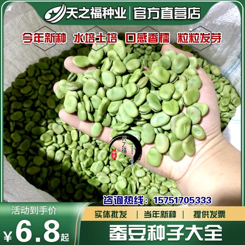 青蚕豆种子高产七星大白胡豆种籽