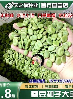 蚕豆种子兰花豆罗汉豆种籽南豆胡豆高产绿肥日本大白蚕豆芽菜种孑