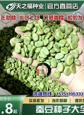 青蚕豆种子高产七星大白胡豆种籽