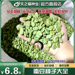 蚕豆种子兰花豆罗汉豆种籽南豆胡豆高产绿肥日本大白蚕豆芽菜种孑