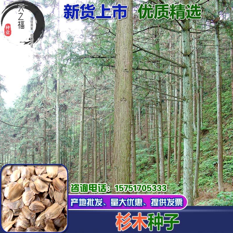 新采杉木种子刺杉种子沙树杉树种子水杉柳杉冷杉落羽杉油杉树种子