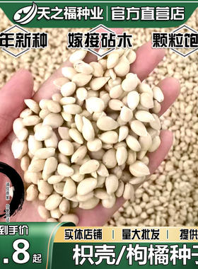 枳壳种子积壳嫁接砧木枸橘种籽