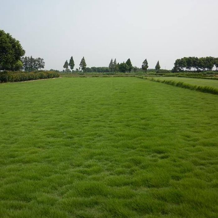 高羊茅草籽 进口耐践踏庭院不修剪护坡绿化草皮 四季青草坪种子