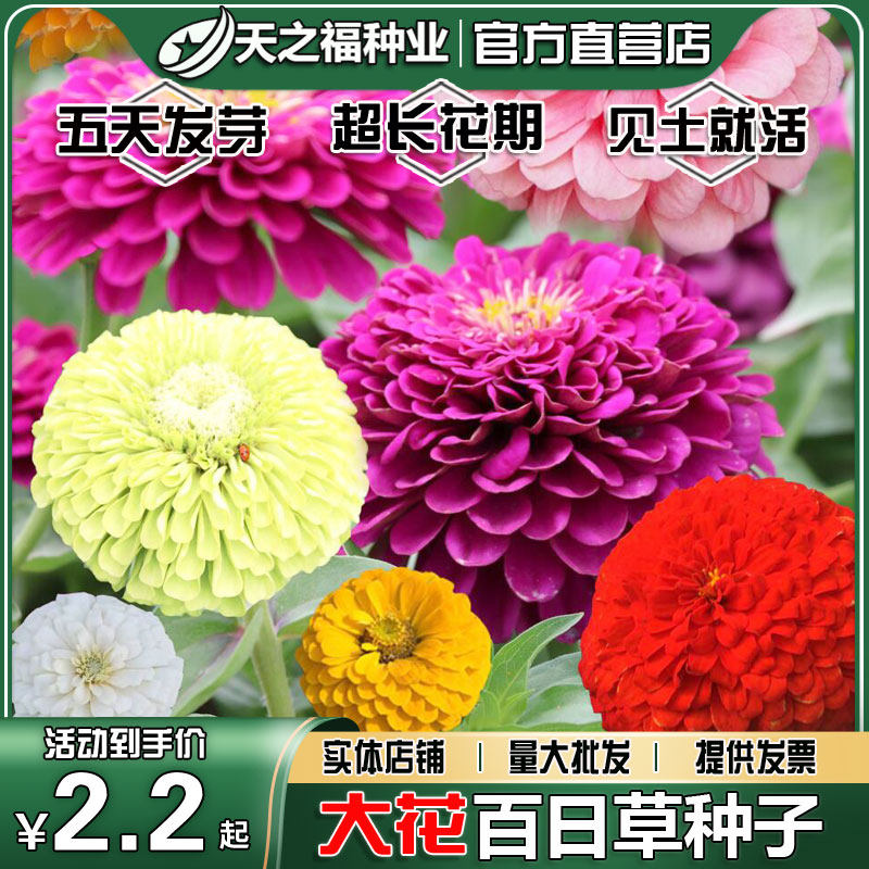 百日草种子格桑花波斯菊花籽万寿菊翠菊孔雀草太阳花野花组合种籽
