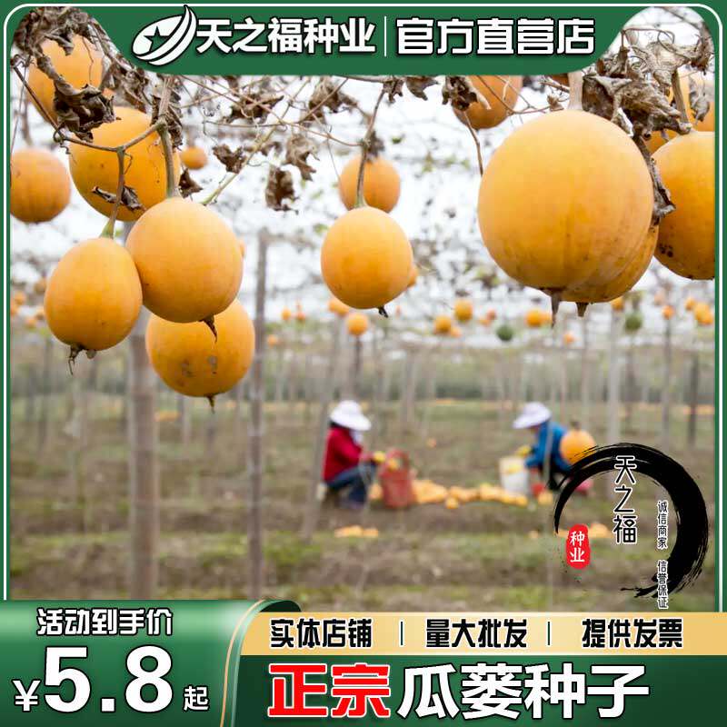 瓜蒌种子栝楼子吊瓜子天花粉种籽