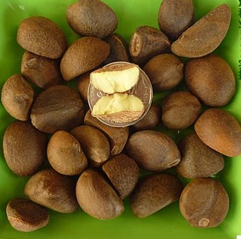 新采 茶花种子 油茶种子 茶子树,茶油树,白花茶,耐冬种子