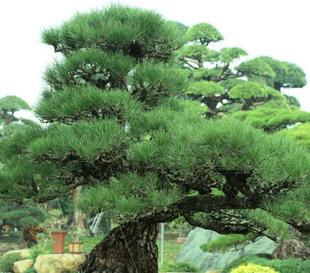 松树种子油松黑松雪松白皮松湿地松马尾松华山松五针松罗汉松种子