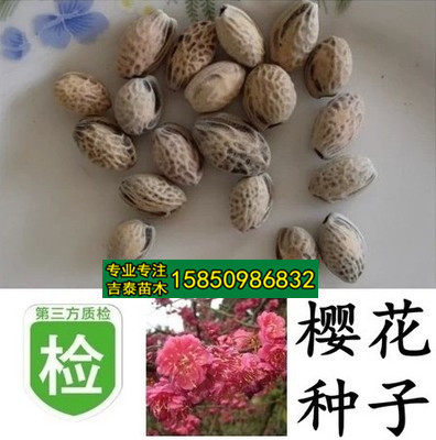 日本櫻花種子销量排行榜 日本櫻花種子品牌热度排名 小麦优选