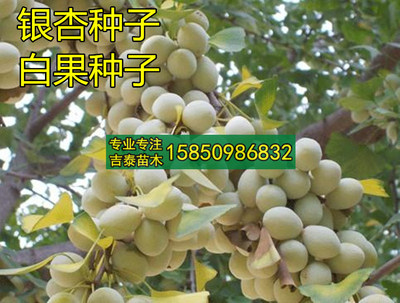 金叶银杏白果树盆栽种子包邮