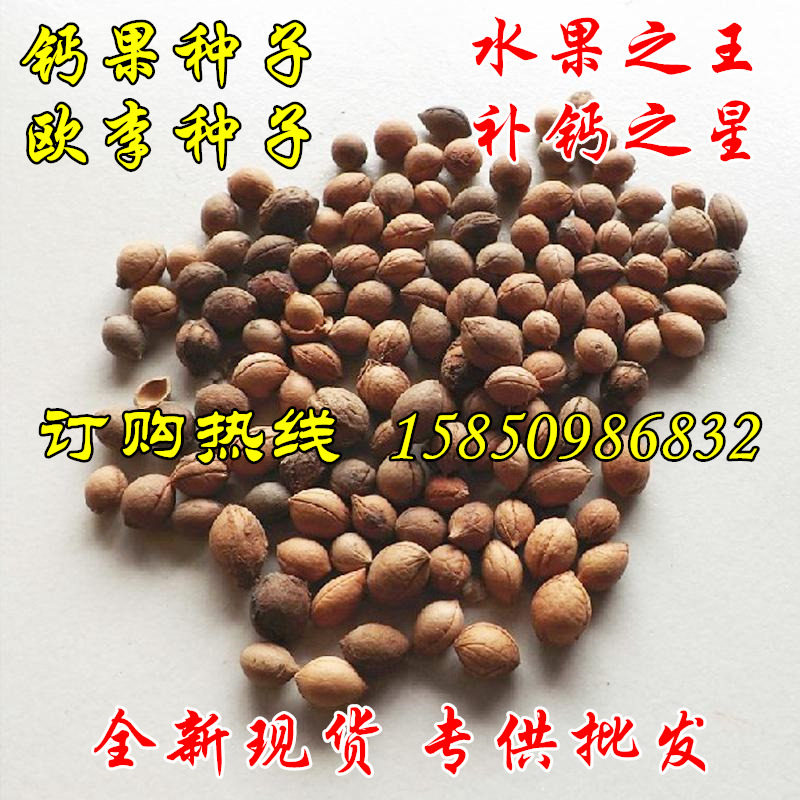钙果种子钙果树种子欧李种子中华钙果红欧李种子欧李钙果种子四季