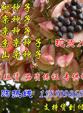 栾树种子南栾北京栾黄山栾栾树籽
