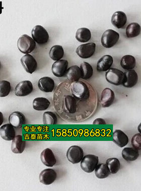 牡丹花种子牡丹种子芍药种子芍药花种子紫斑牡丹皮种子