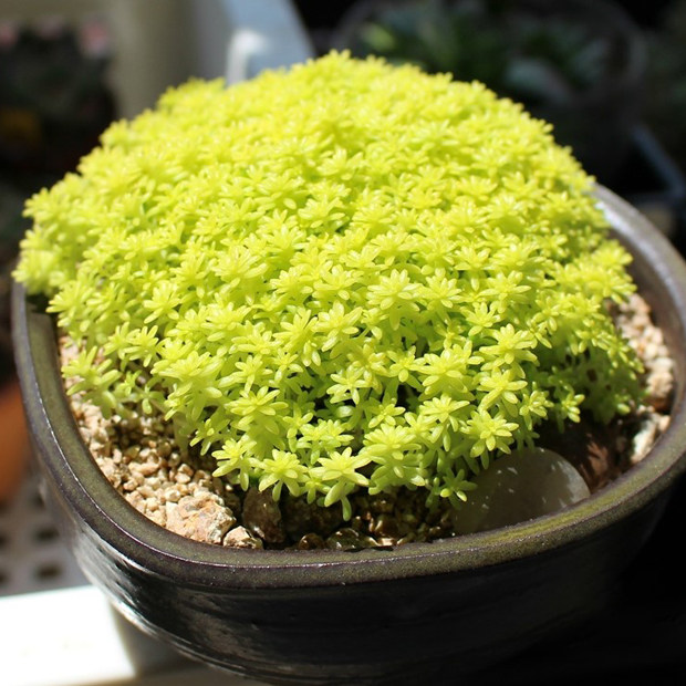 多肉植物黄金薄雪万年草阳台防辐射吸甲醛绿植小盆栽组合花卉肉肉