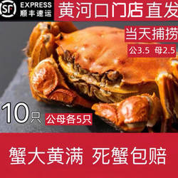 黄河口大闸蟹活蟹鲜活水产特大公3.5两母2.5两10只礼盒装 包鲜活