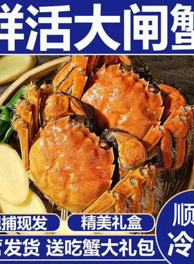 黄河口大闸蟹活蟹鲜活水产特大公4.0两母3.0两10只礼盒装 包鲜活
