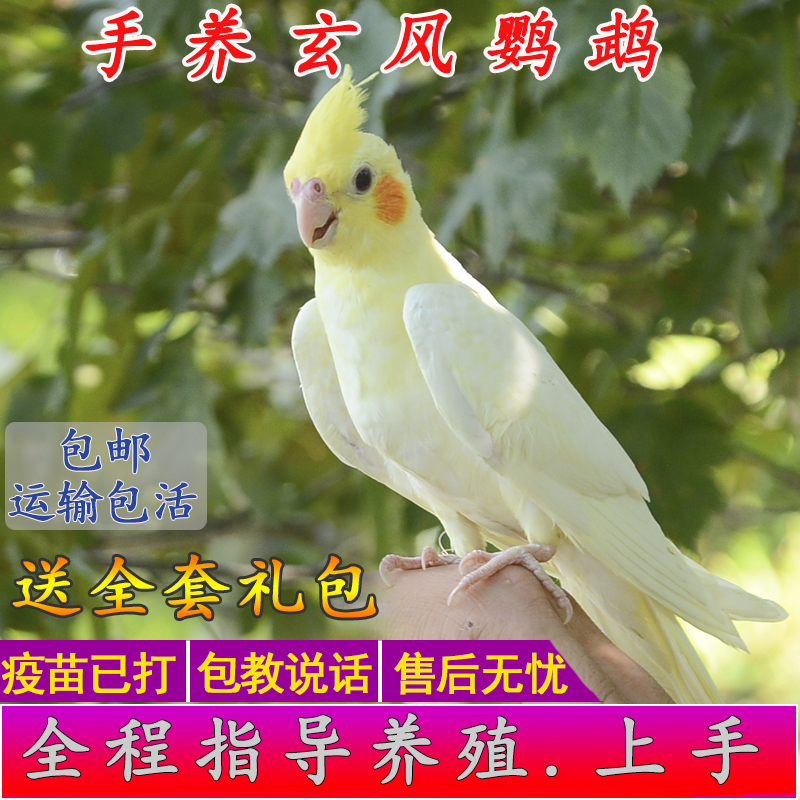 玄凤鹦鹉体会学说话手养宠物繁殖