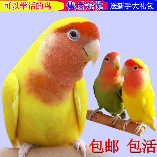 鸟活体鹦鹉活宠物鸟体虎皮黄化情侣鹦鹉云斑鹦鹉鸟粮玄凤活体 - 封面