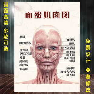 面部肌肉分布图宣传画美容院肌肉图谱图解挂图人体肌肉结构示意图