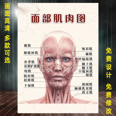 面部肌肉分布图肌肉图谱图解挂图