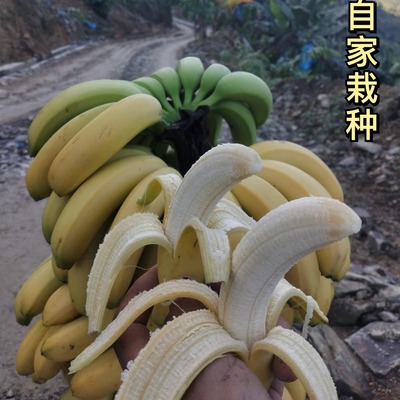 香蕉云南香蕉好吃自家栽种