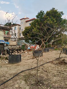 冠幅漂亮 春花石斑木车轮梅春花李别墅 茶室 熟桩 地景 土球发货