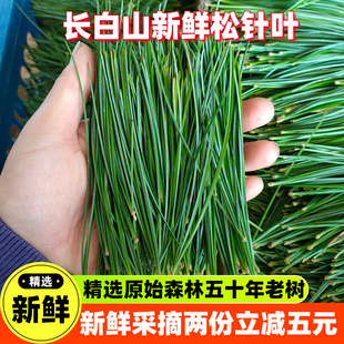 新鲜松针长白山现采摘五叶松针老树松叶装饰松针茶酵素蒸笼五针松