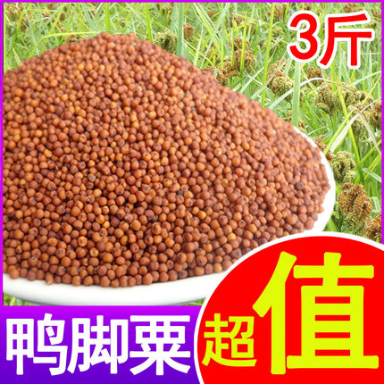 广西红小米食用粟米粉拳头粟龙爪鸭脚粟红稗产子红小米粉五谷杂粮