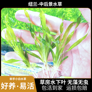 水兰水草钮兰水草植物鱼缸造景阴性新手养鱼造景好养耐活真草原生