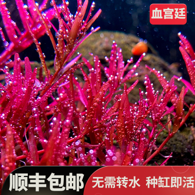 丹麦血红宫廷绿宫廷水下叶水草