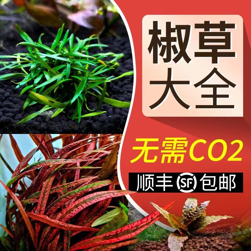 莫斯阴性水草温蒂椒草青椒叶铁中后景水下水族鱼缸虎纹黑幕蕨红椒