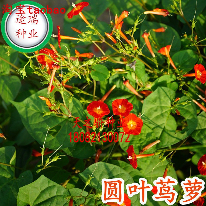 橙红茑萝 圆叶茑萝花卉百科图片 培育种植 饲养繁殖 Sbike