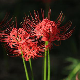 彼岸花种球曼珠沙华红花种子盆栽室内石蒜四季 开花室内外花卉庭院