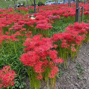 彼岸花种球花根开花植物盆栽曼珠沙华石蒜花绿植盆栽彼岸花盆土