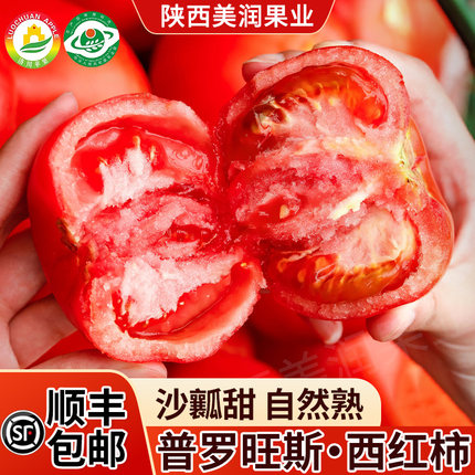 水果西红柿普罗旺斯陕西泾阳水果西红柿A自然成熟老品种顺丰包邮