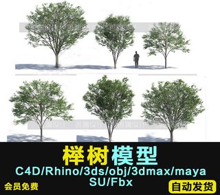 榉木植物树木C4D/犀牛Rhino/OBJ/3ds/3dmax/maya/FBX/SU