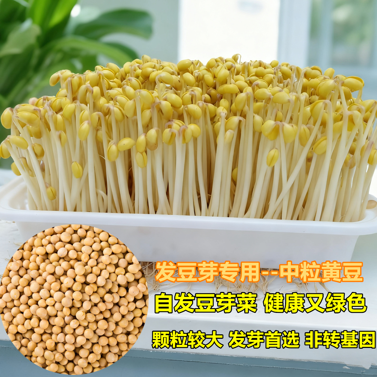 黄豆小粒一斤发豆芽专用出芽率高