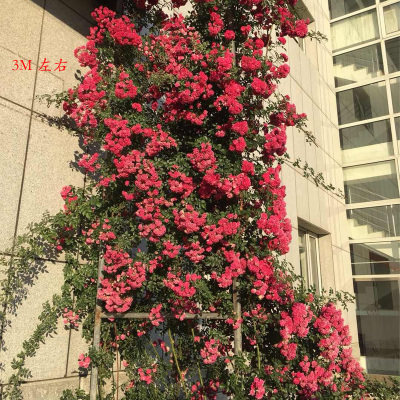 红色木香花苗重瓣浓香四季爬藤植物黄木香蔷薇花卉盆栽白色七里香