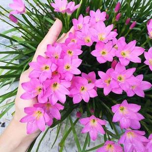【风雨兰花卉】多年生风雨兰盆栽种子花耐寒种球四季种植常年开花